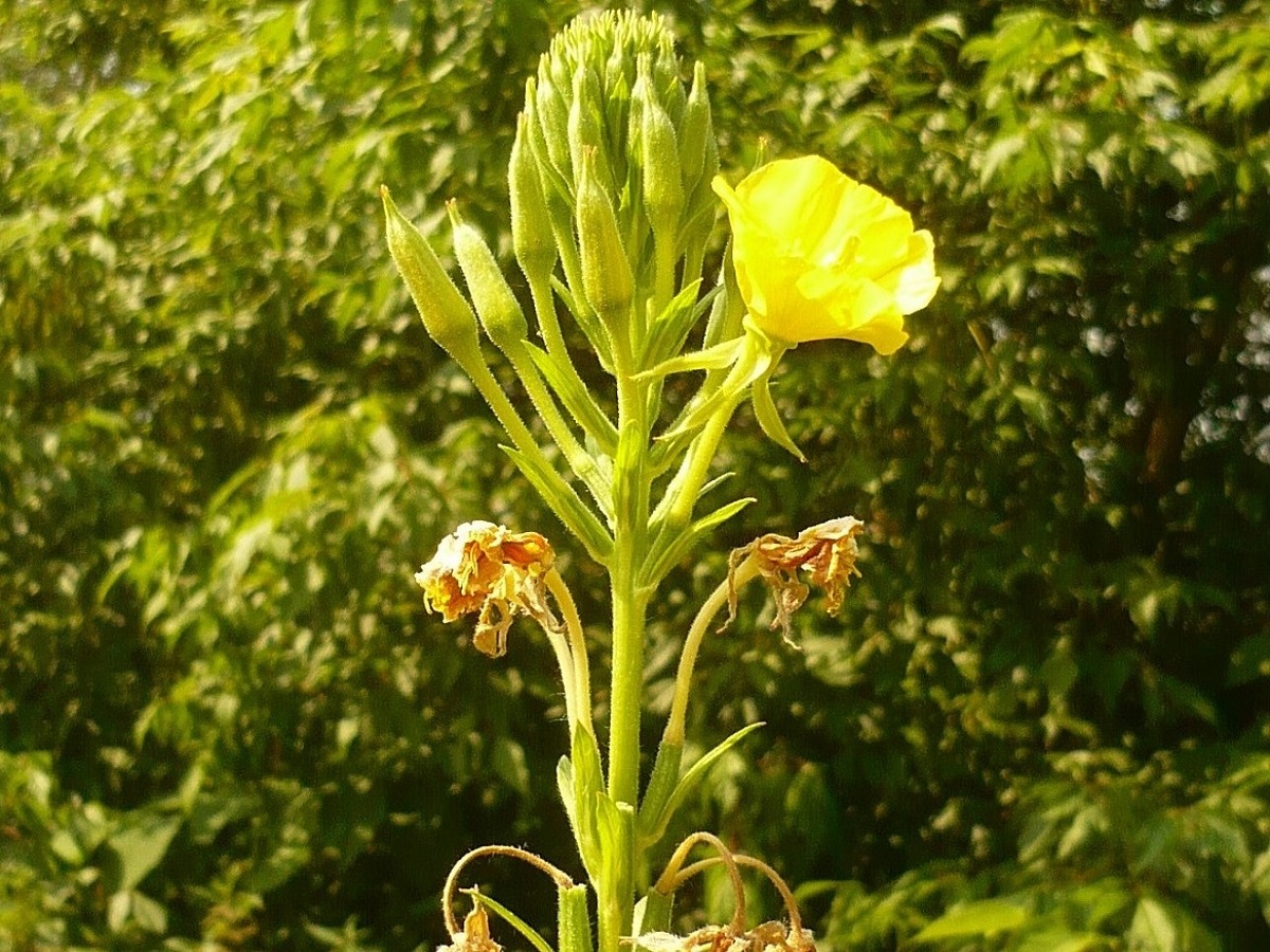 Oenothera biennis (Onagraceae)